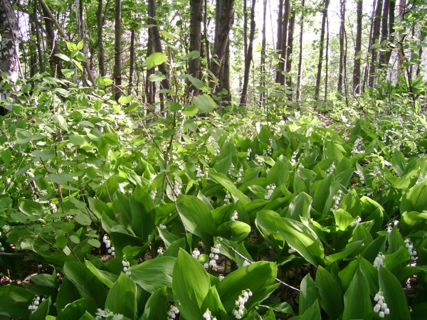 Ландыши. Лес Яблоневого Оврага