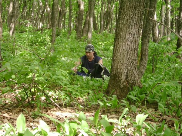 Иван Аблаев. Ландыши. Лес Яблоневого Оврага