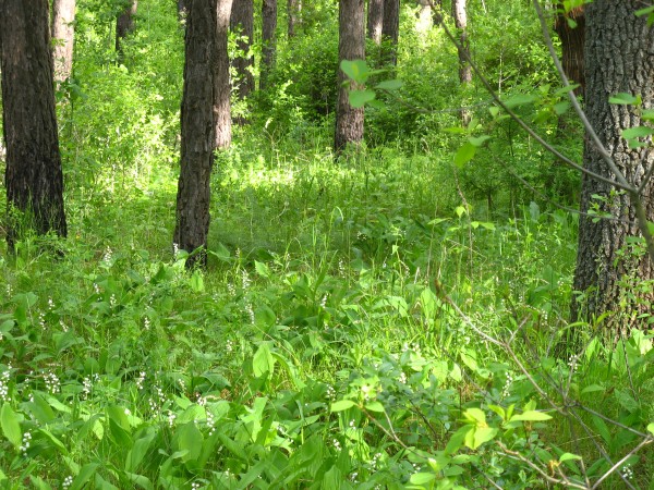 Ландыши. Лес Тольятти