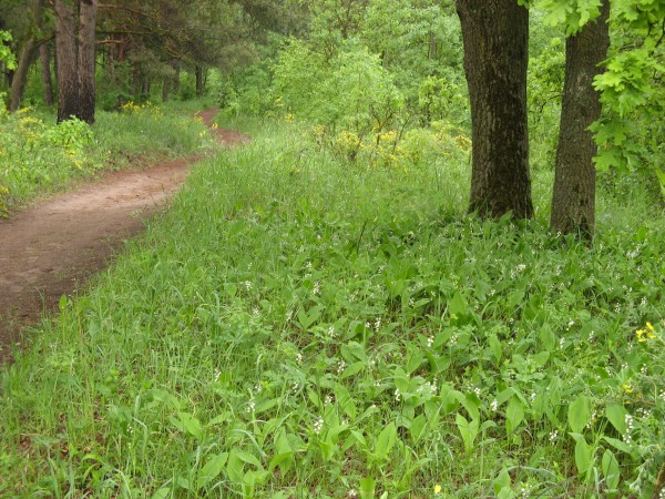 Лесной просёлок в тольяттинском лесу