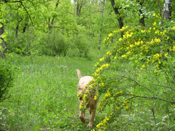 Дрок. Лес Тольятти