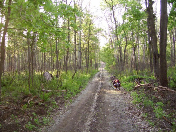 Лесной просёлок в тольяттинском лесу