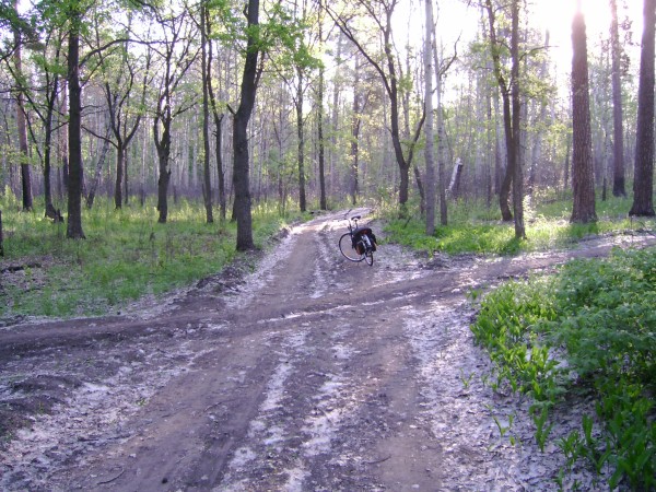 Лесной просёлок в тольяттинском лесу