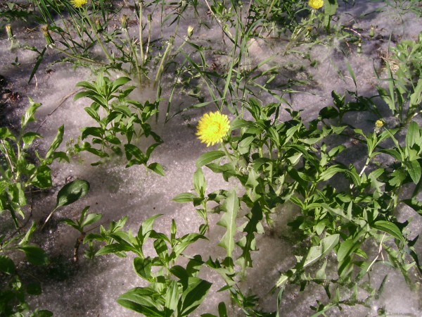 Одуванчик тянется к Солнцу