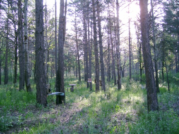 Лес Тольятти