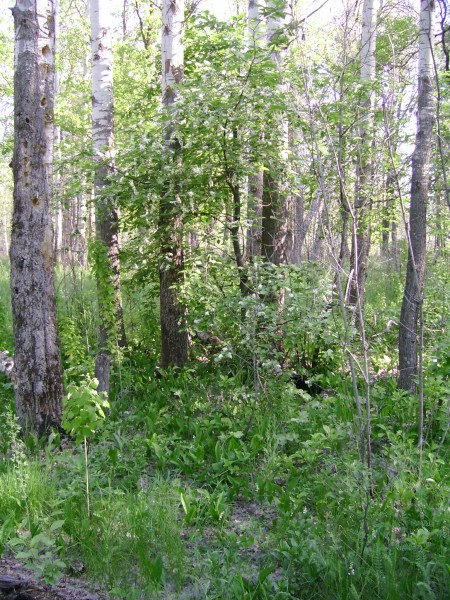 Берёзки. Лес Тольятти