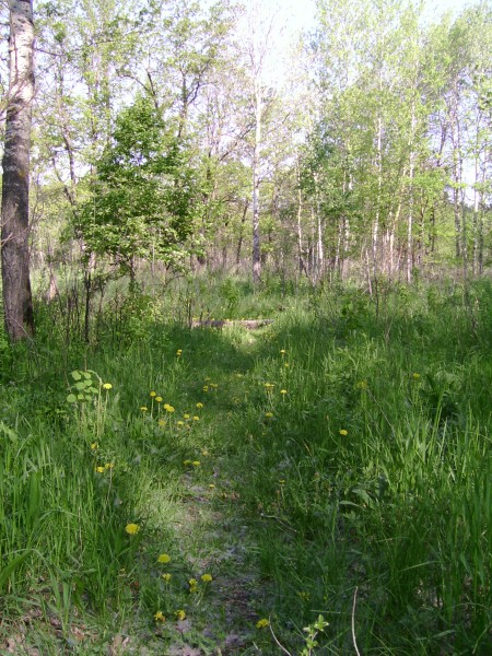 Лесная тропа. Лес Тольятти