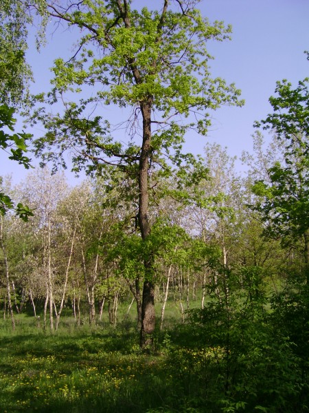 Весенний дубок. Лес Тольятти