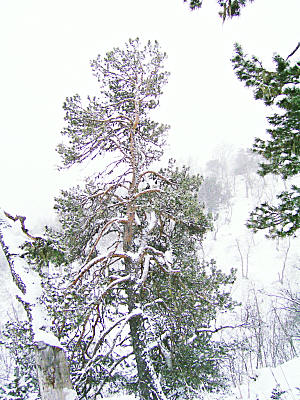 Снегопад в горах