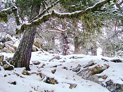 Горные сосны - новогодний бонсай