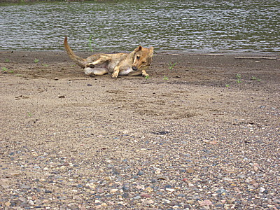 Сплав с собакой в каяке: Марта валяется на косе