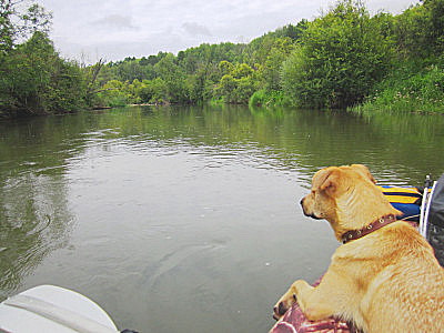 Сплав с собакой в каяке по Чулыму