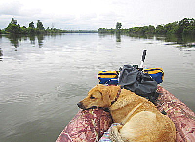 Сплав с собакой в каяке по Чулыму