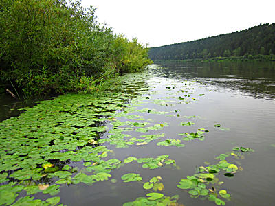Кубышка малая на реке Чулым