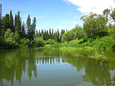 Река Четь в тайге Тюхтетского района