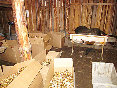 Сушильный цех ООО Леспромстрой в посёлке Сплавной