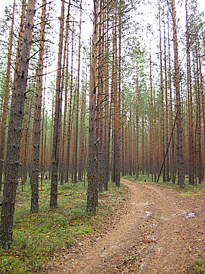 Сосновый бор у реки Кандат в тайге Тюхтета у посёлка Сплавной