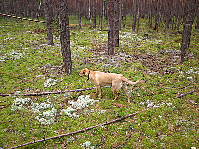 Собака Марта из породы лабрадор