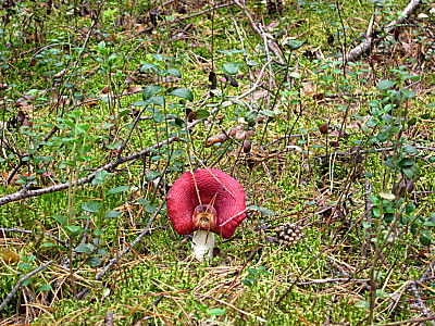 Сыроежка в сосновом бору у посёлка Сплавной