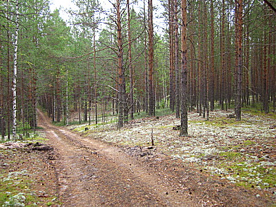 Сосновый бор у реки Кандат в тайге Тюхтета у посёлка Сплавной
