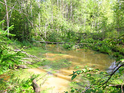 Бобровая запруда у заброшенной железной дороги в Тегульдет