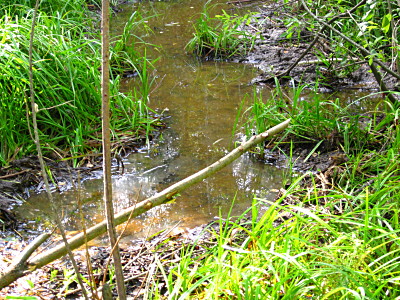 У бобровой запруды у заброшенной железной дороги в Тегульдет