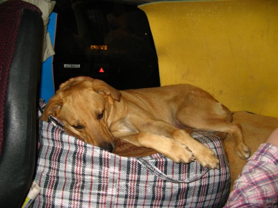 ночёвка в машине с собакой