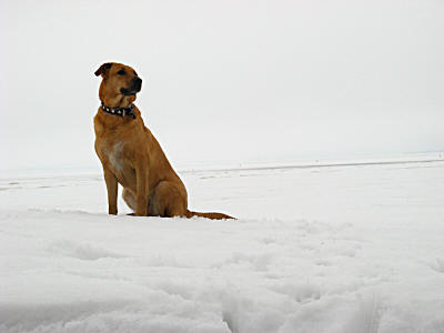 Собака Марта