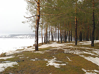 Сосняк на Муравьинных островах Жигулёвского моря