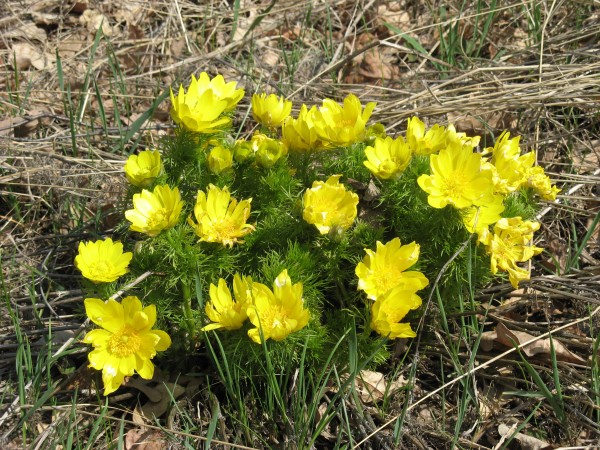 Цветы адонис, или горицвет
