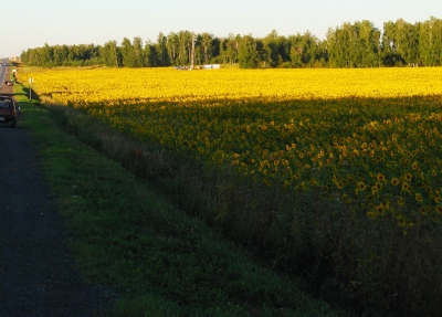 поля подсолнуха в Башкирии