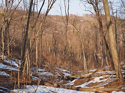 Вечерний свет в балке Яблоневого хребта