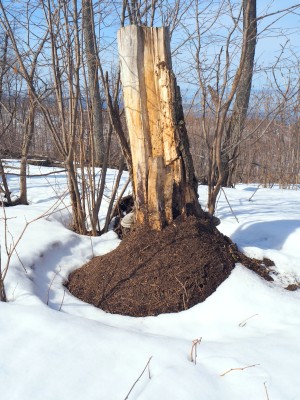 Оживший муравейник