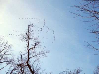 Караван гусей