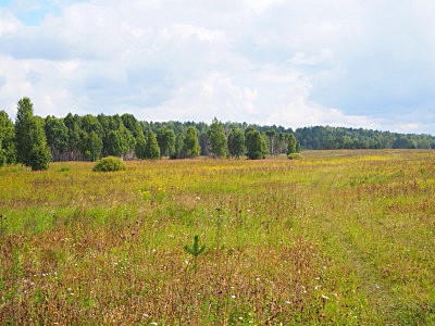 Луга в бирилюсской тайге