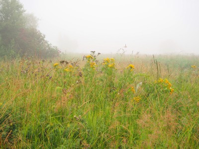 Пижма на лугах причулымской тайги