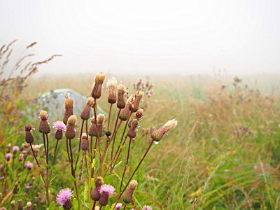 Утро в лугах причулымской тайги
