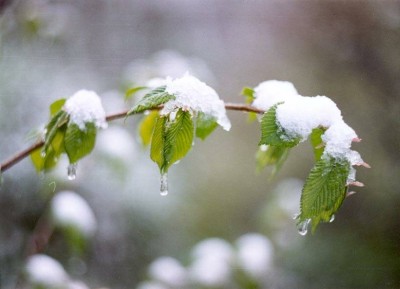 Натюрморт: холодное дыхание гор
