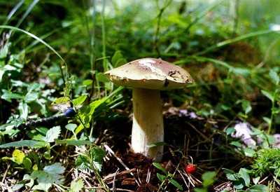 Натюрморт: гриб - кусочек лета