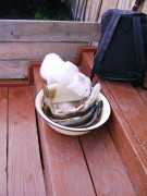 Любитель щук кот Шурик из деревни Берёзовка Большеулуйского района