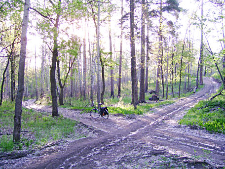 Просёлки тольяттинского леса